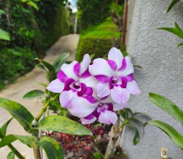 Sidemen House | Manuk Dewata Villa
