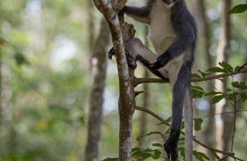 Bukit Lawang House | GRANDMA GUEST HOUSE including jungle Trek