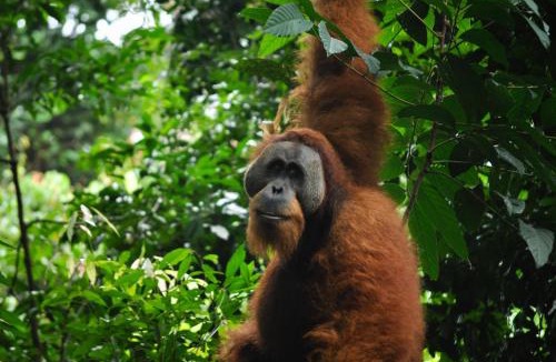 Bukit Lawang Cabin | Garden Inn