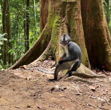 Tiga dara guest house & jungle trekking bukit Lawang in Bukit Lawang