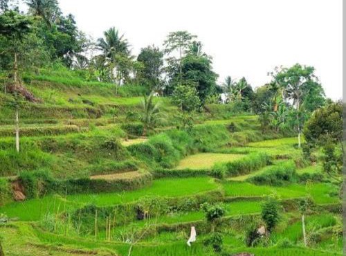 Bale bawak bangket tetebatu in Tetebatu